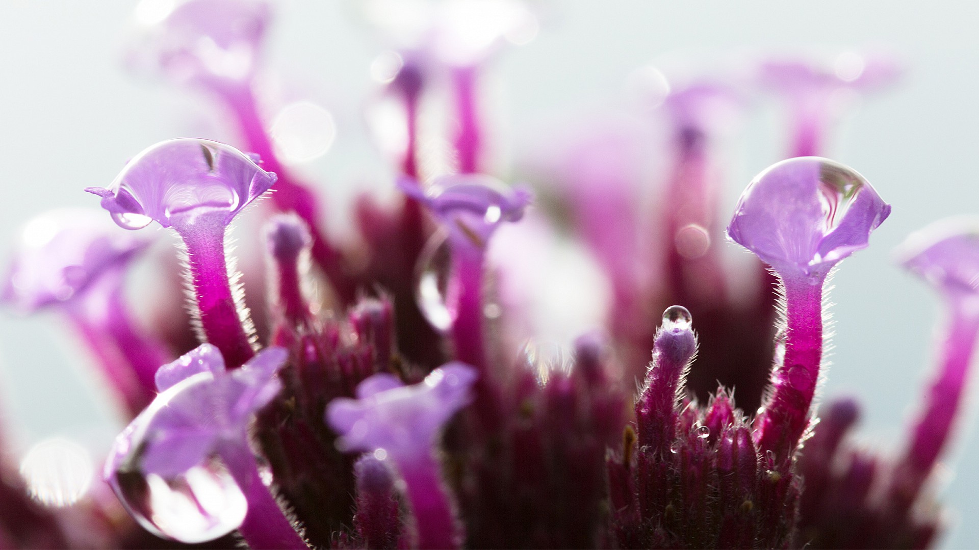 Blütendetail verbena bonariensis